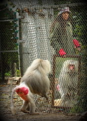 174px-Mirror_test_with_a_Baboon